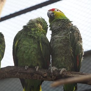 Ecuadorian red-lored amazons (Amazona lilacina), 2022-09-04
