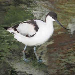 Pied avocet (Recurvirostra avosetta), 2022-09-04