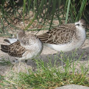 Ruffs (Calidris pugnax), 2022-09-04