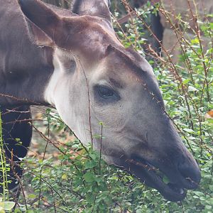 Okapi (Okapia johnstoni) eating shrubs, 2022-09-04