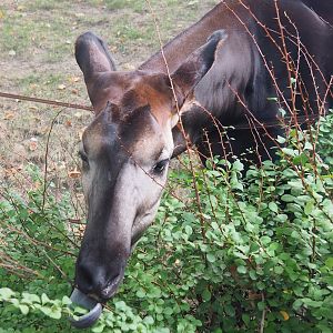 Okapi (Okapia johnstoni) eating shrubs, 2022-09-04