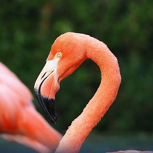 American flamingo (Phoenicopterus ruber), 2022-09-04