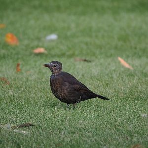 Molting Wild female Eurasian blackbird (Turdus merula), 2022-09-04