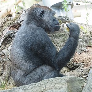 Western lowland gorilla (Gorilla gorilla gorilla), 2022-09-04