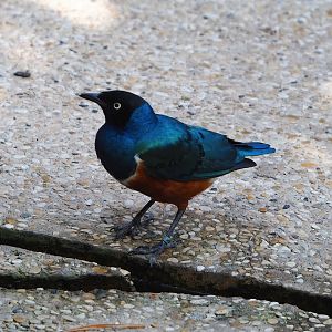 Superb starling (Lamprotornis superbus), 2022-09-04