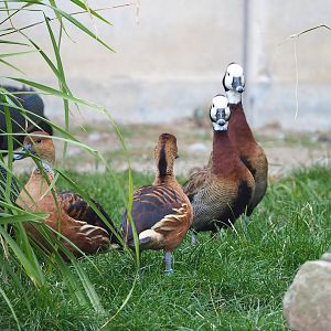 Two species of whistling ducks, 2022-09-04