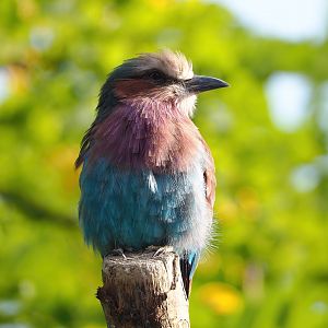 Lilac-breasted roller (Coracias caudatus caudatus), 2022-09-04
