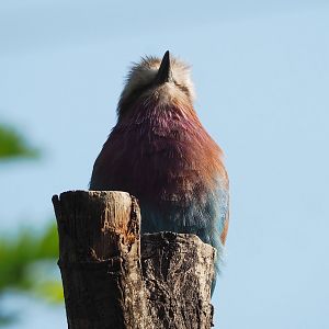 Lilac-breasted roller (Coracias caudatus caudatus), 2022-09-04