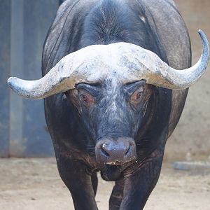 Cape buffalo (Syncerus caffer caffer), 2022-09-04