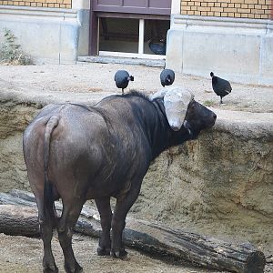 Cape buffalo (Syncerus caffer caffer) and Crested guineafowl (Guttera pucherani), 2022-09-04