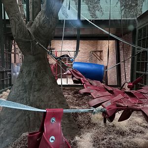 Bornean Orangutan indoors