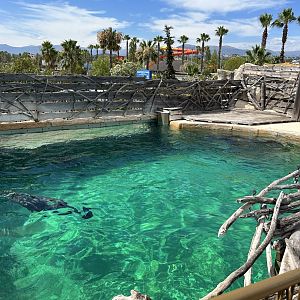 First Californian Sea lion pool