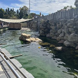 Second Californian sea lion pool