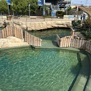 Interconnecting pools for South American sea lions