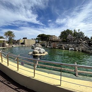Stellar sea lion pool