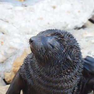Young cape fur seal