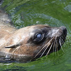 Female cape fur seal