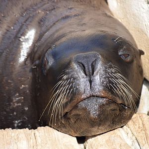 South American sea lion