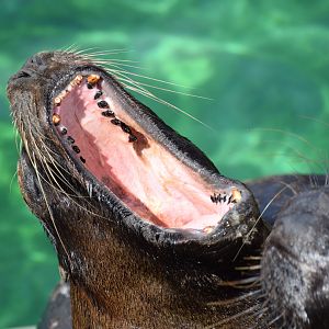 South American sea lion