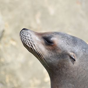 Californian Sea lion