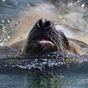 Stellar sea lion