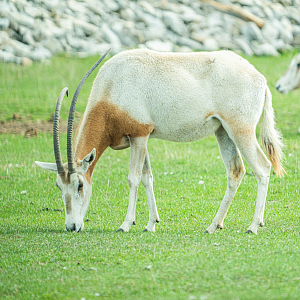 Scimitar Oryx