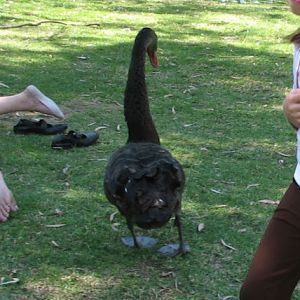 WPZ 2007 - Black Swan, Savannah Lake