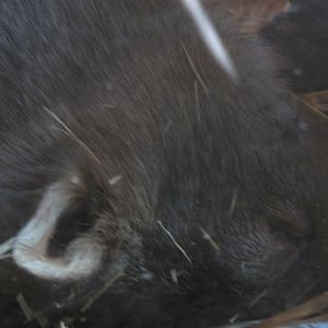 WPZ 2007 - Common Wombat, Children's Zoo