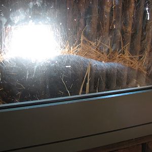 WPZ 2007 - Common Wombat indoor exhibit, Children's Zoo