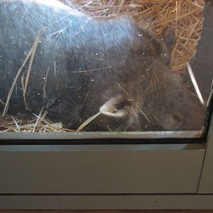 WPZ 2007 - Common Wombat, Children's Zoo