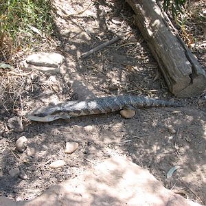 WPZ 2007 - Eastern Blue-tongue, Children's Zoo