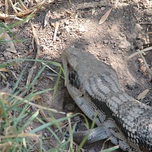 WPZ 2007 - Eastern Blue-tongue, Children's Zoo
