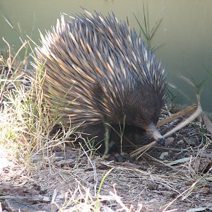 WPZ 2007 - Short-beaked Echidna, Children's Zoo