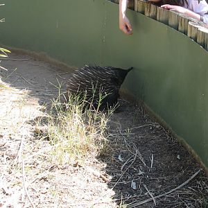 WPZ 2007 - Short-beaked Echidna, Children's Zoo