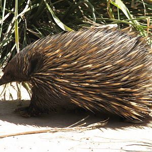 WPZ 2007 - Short-beaked Echidna, Children's Zoo