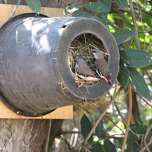 WPZ 2007 - Diamond Firetails, Mallee Aviary, Children's Zoo