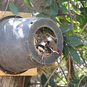 WPZ 2007 - Diamond Firetails, Mallee Aviary, Children's Zoo