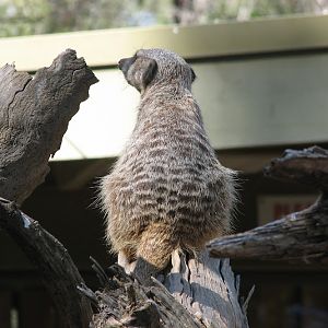 WPZ 2007 - Slender-tailed Meerkat, Children's Zoo