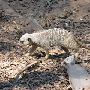 WPZ 2007 - Slender-tailed Meerkat, Children's Zoo