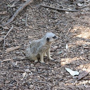 WPZ 2007 - Slender-tailed Meerkat, Children's Zoo