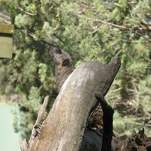 WPZ 2007 - Slender-tailed Meerkat, Children's Zoo