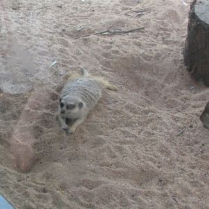 WPZ 2007 - Slender-tailed Meerkat indoor exhibit, Children's Zoo