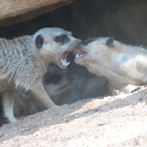 WPZ 2007 - Slender-tailed Meerkats, Children's Zoo