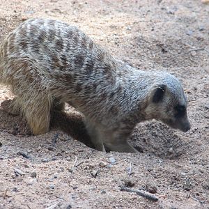 WPZ 2007 - Slender-tailed Meerkats, Children's Zoo