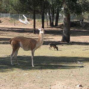 WPZ 2007 - Guanaco and Patagonian Maras, South American paddock