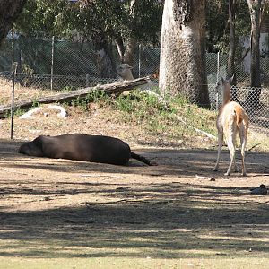 WPZ 2007 - Brazilian Tapir, Guanaco and wild Australian Wood Ducks (Alpacas and Greater Rhea behind and Patagonian Mara), South American paddock