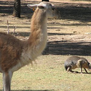 WPZ 2007 - Guanaco and Patagonian Mara, South American paddock