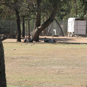 WPZ 2007 - Greater Rheas and Guanaco, South American paddock