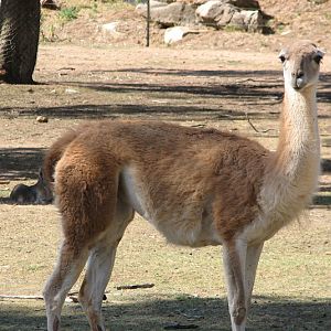 WPZ 2007 - Guanaco (Patagonian Mara behind), South American paddock