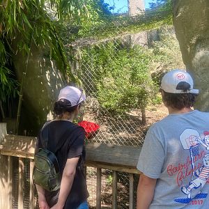 Viewing the Snow Leopard
